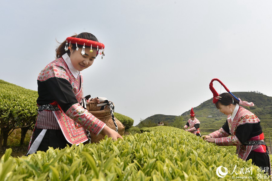 福建省連江縣長龍鎮畬族村民在茶園採摘茶青。 余杉芳攝
