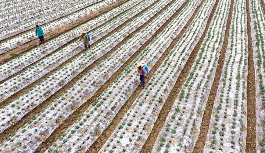順昌縣大歷鎮下坑村農民在管護高標准農田輪作種植的蔬菜