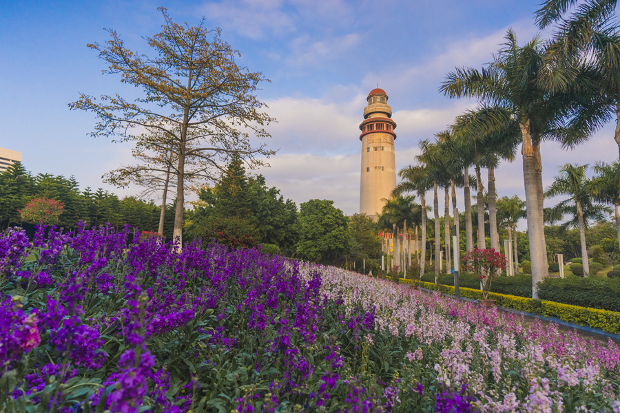 廈門市湖裡區燈塔公園內，紫羅蘭花朵成串綻放。許秋珩攝
