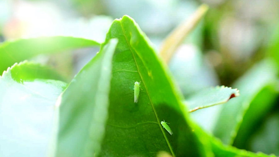 美人茶的特殊風味來自受到小綠葉蟬叮咬后，植物釋放的一系列芳香物質