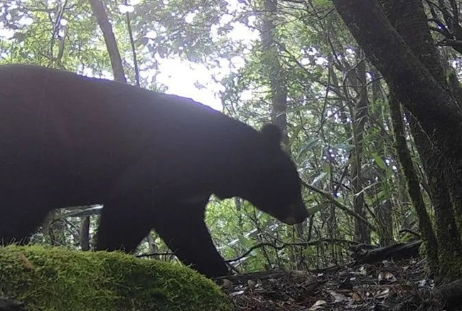 黑熊活動影像。福建閩江源國家級自然保護區供圖
