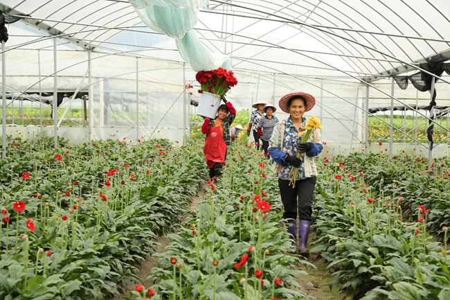 小王村鲜切花生产基地，村民正在采收菊花。