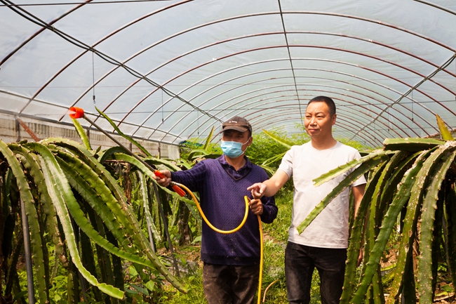 将乐县蛟湖村党员干部深入到水果种植大棚，与果农一同劳作。董观生摄