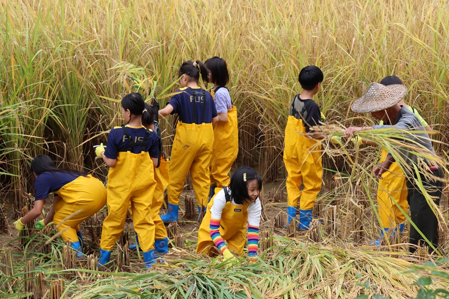 孩子們在稻田中體驗割稻。受訪者供圖