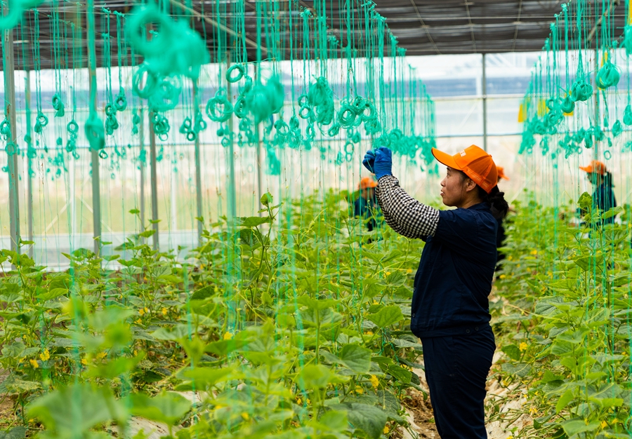 將樂縣綠豐農業開發有限公司大棚蔬菜種植基地內，種植戶正在挂繩。董觀生攝