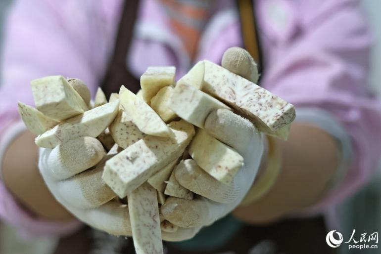 永泰所产的槟榔芋口感松、酥、香，受到市场青睐。人民网 李昌乾摄