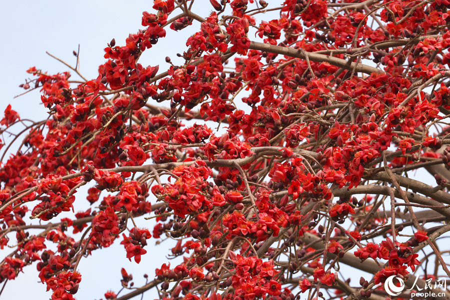 木棉朵朵红花缀满枝头竞相绽放。人民网记者 陈博摄