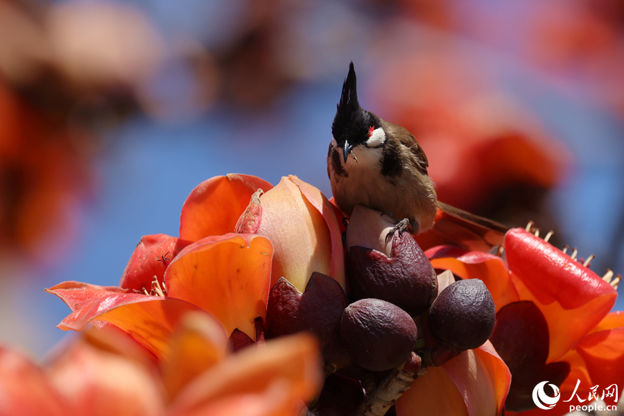 紅耳鵯在木棉花朵上覓食。人民網記者 陳博攝