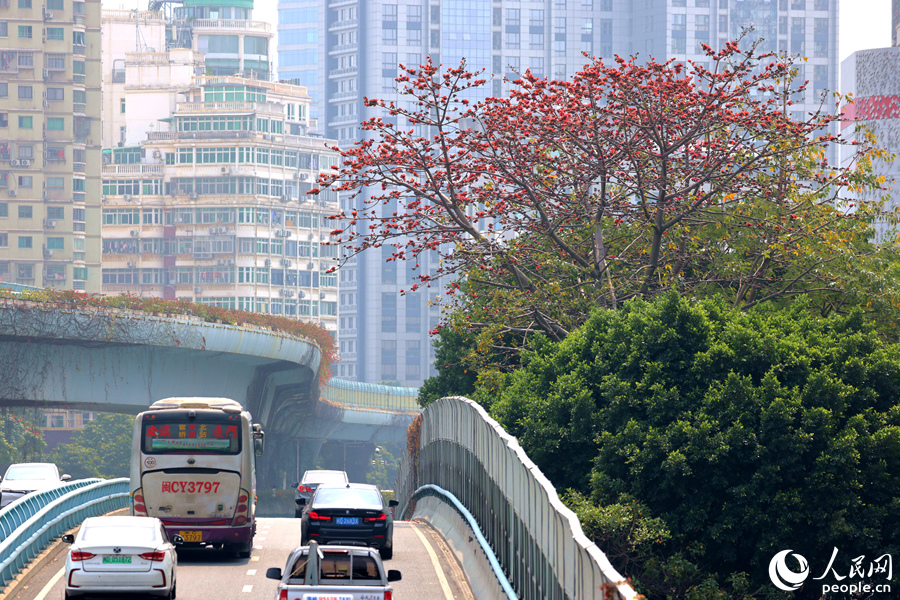 厦门莲坂高架桥旁，木棉繁花满树红艳艳。人民网记者 陈博摄
