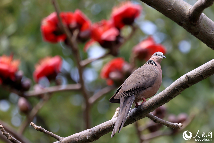 廈門白鷺洲公園中，珠頸斑鳩在木棉枝頭停留。人民網記者 陳博攝