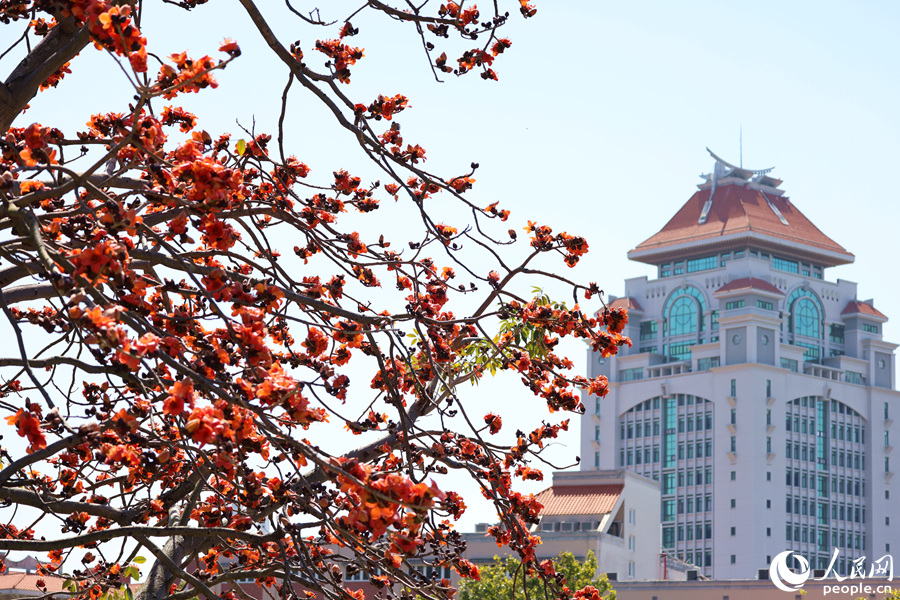 廈門大學旁，橙紅色的木棉花與嘉庚建筑屋頂相映。人民網記者 陳博攝