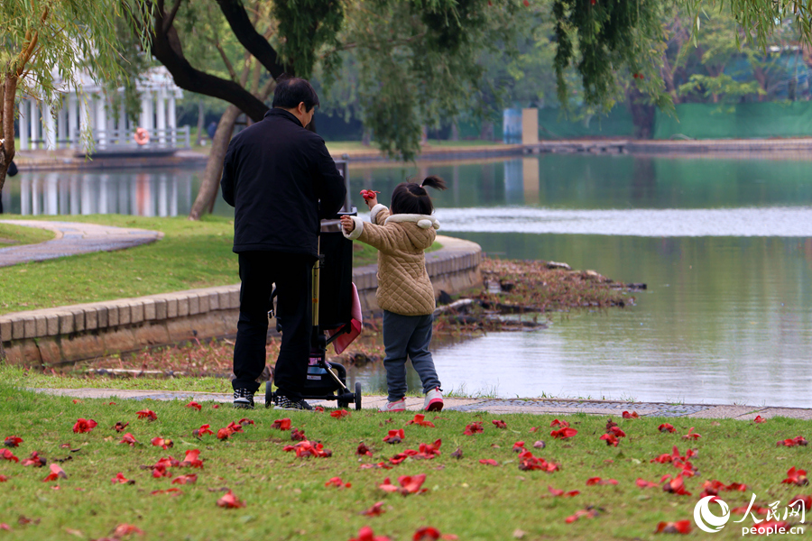 廈門南湖公園中，小女孩在草地上撿拾掉落的木棉花朵。人民網記者 陳博攝