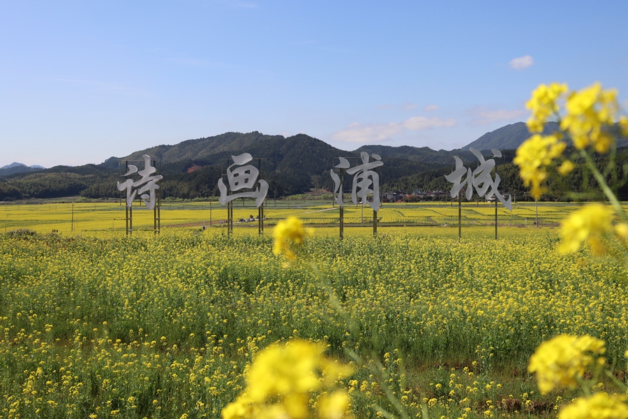 三月春至，浦城縣油菜花田中一片金黃。