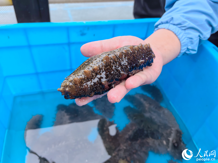 從網箱捕獲的海參，有的已有巴掌大小。人民網記者 林曉麗攝