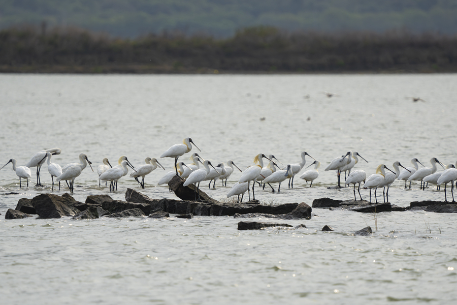 2.成群黑脸琵鹭和白琵鹭在浅水区栖息和觅食。方维摄