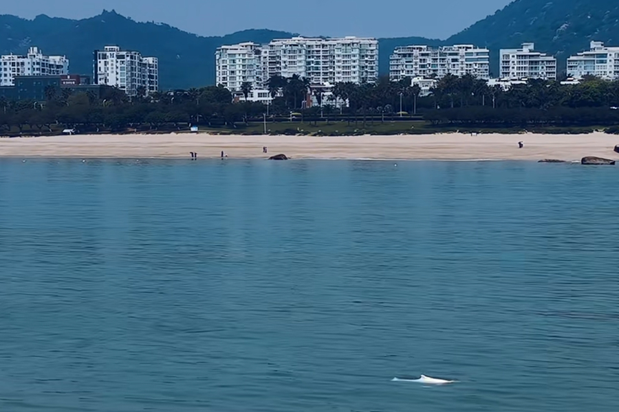 中華白海豚在廈門市思明區環島路玩月坡一帶的海域現身。陳昱攝