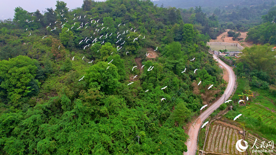 成群鷺鳥從山林中飛向農田。人民網記者 陳博攝