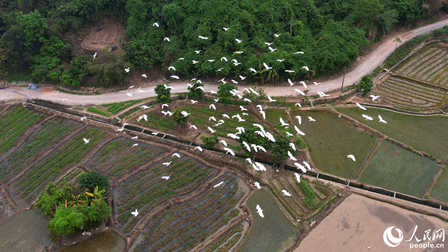 百余只牛背鹭在水田上空盘旋飞舞，一派祥和。人民网记者 陈博摄
