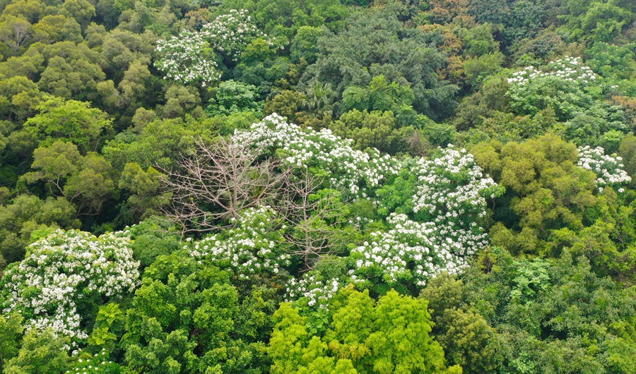一棵棵桐花妆点静湖公园的绿林。陈靖摄