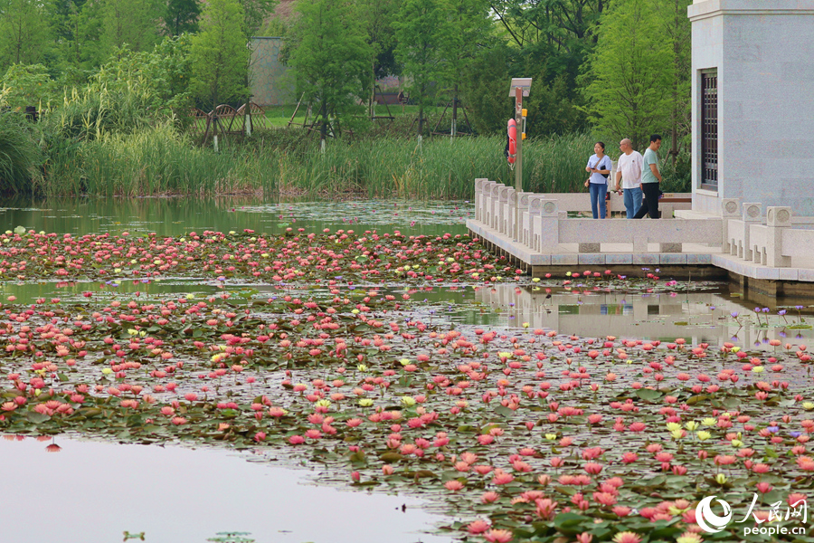 絢麗多彩的睡蓮在池中競相綻放。人民網記者 陳博攝