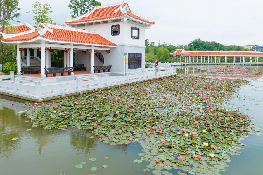 马銮湾双溪湿地公园的睡莲种植面积达3600平方米。许秋珩摄