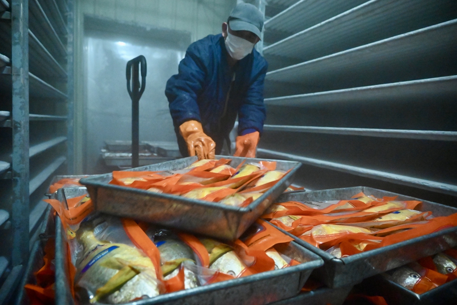 工人將成品大黃魚搬運搬運至冷庫貨架。