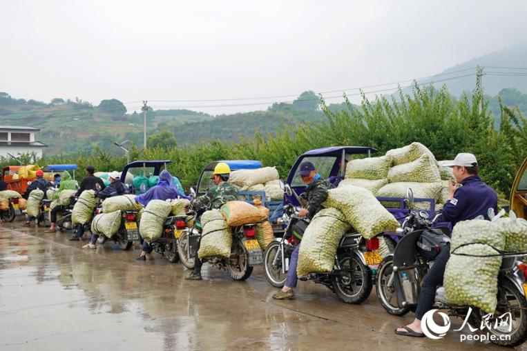 下雨天，騎著摩托車的果農們在收購點前排起了長龍。人民網 楊灝昱攝